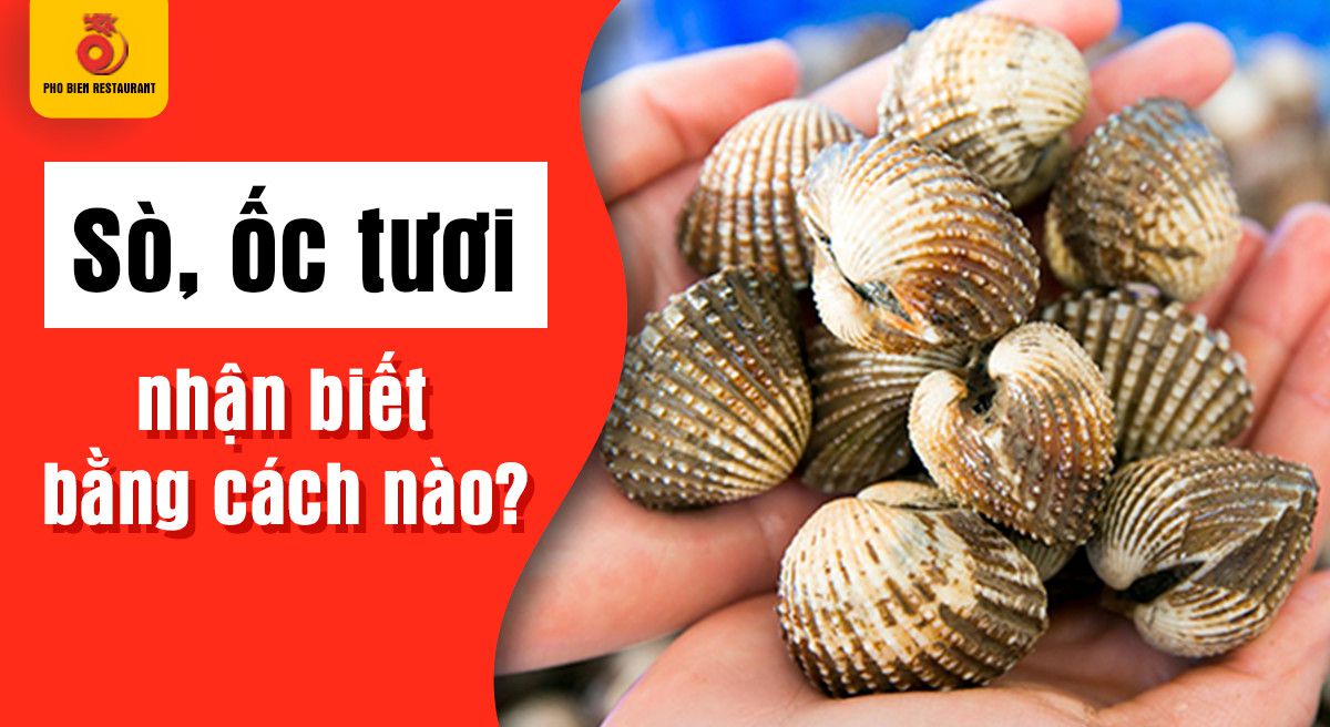 Chọn mua hải sản tươi sống sò ốc như thế nào cho phù hợp khi ở Đà Nẵng